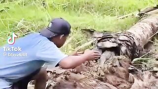 Memburu induknya