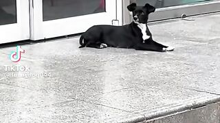 Animal voice 2