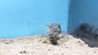 Battle between a caramel-colored spider and a venomous scorpion.
