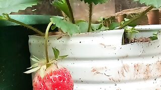 Morango 5