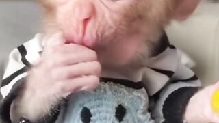 Cute Monkey Baby 4
