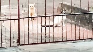 Pai e filho