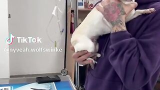Funny dogs 30