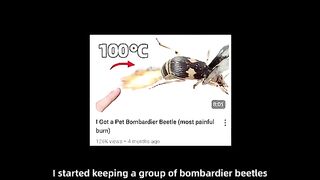 100 Cockroaches vs. Bombardier Beetle