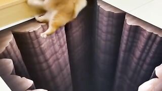 Gatos divertidos e com suas manhas🥰😻🥰