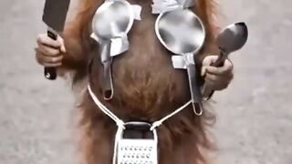 MONKEY AND HIS MUSICAL