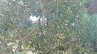 avocado tree in the dry season