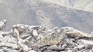 Beautiful sasi bird of Balochistan and koh-e-sulaman