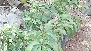 avocado nursery in the dry season