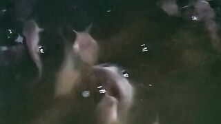 Discussion on the Color and Quality of Pool Water