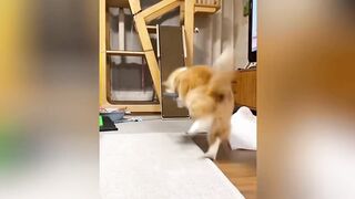 Try Not To Laugh 🤣 Funniest Cats and Dogs 😅 Funny Animals 2026