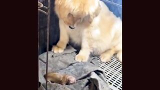 When mama dogs proudly show of their adorable puppies