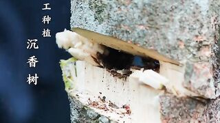 The most expensive tree in the world! The Agar wood