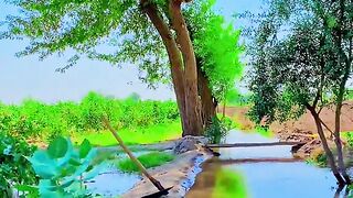 Nice video 795