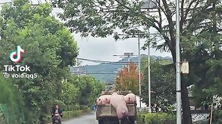 Big pig Will fall