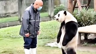 Grandpa and the panda bear
