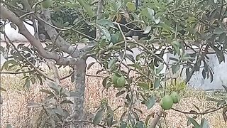 avocado fruit in the dry season