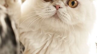 Cute cat kitten and puppy playing