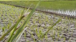 Doa Pagi di Ujung Pematang
