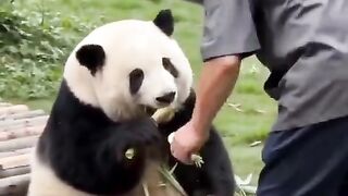Exciting action of bears with nanny grandfather
