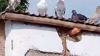 Birds 🐦