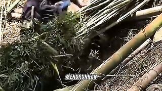 cara menurunkan bambu dari perbukitan