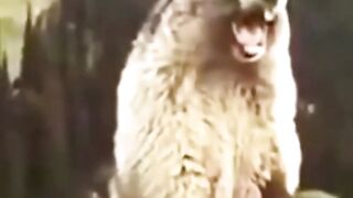 COMEDY »WHAT’S HE DOING