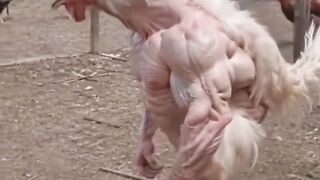 Ayam berotot