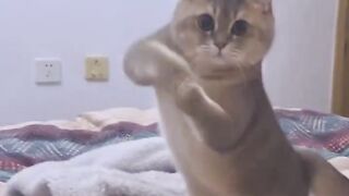 Vidio lucu animasi kucing joget