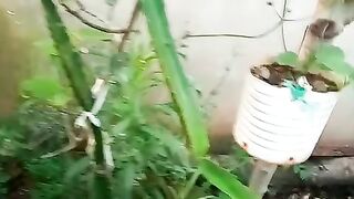 Pitaya 3