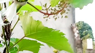 Pé de uva 2