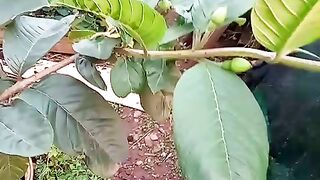 Pé de goiaba florindo