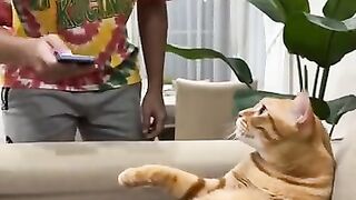 Kucing yang penurut