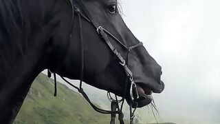 Hourse Beautifull