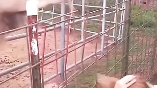 Funy Video 70