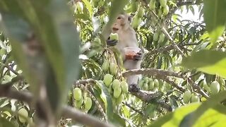 The monkey is eating a mango