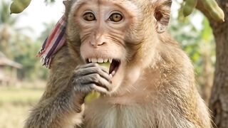 monkey eat mango