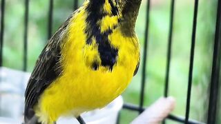 my bird