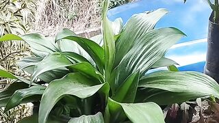 Olha as plantinhas da minha esposa