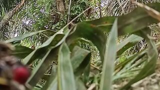 Palm oil harvest
