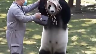 Adorable bear behavior