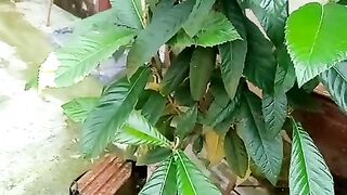 Pé de ameixa amarelo