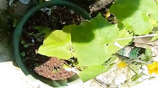 Pepino 3