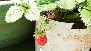 Morango gigante 4