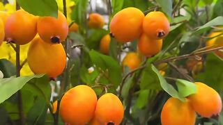 Artificial fruit plant for home decor