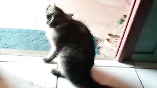 Gato caçando rato