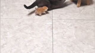 Funnyvidio 2
