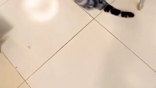 Funny cat 358