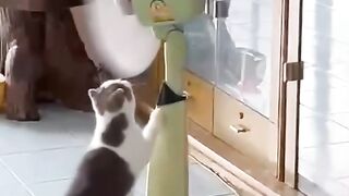 Funny cat 359