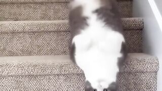 Funny cat 360